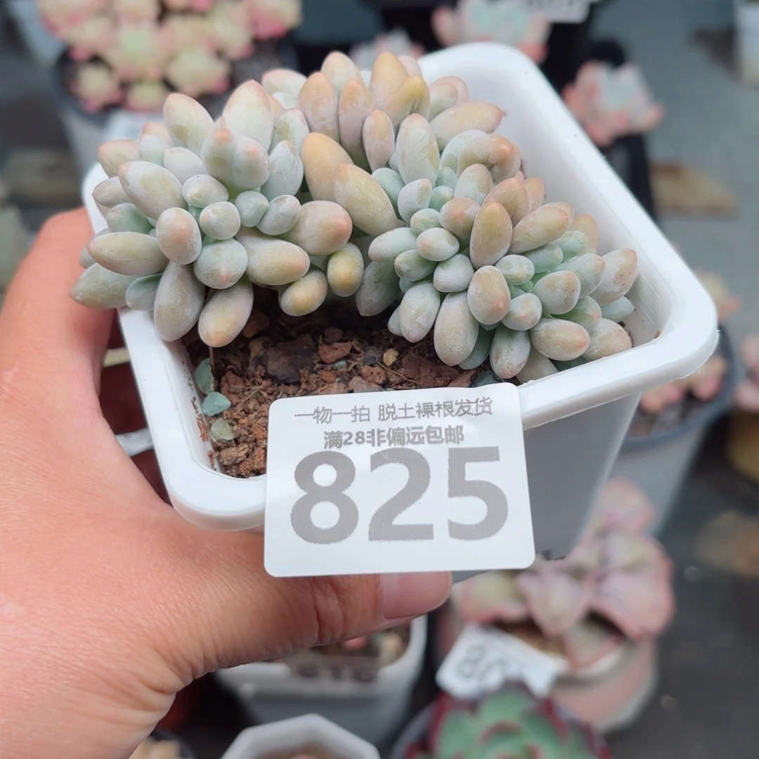 汤圆缀无盆土发货