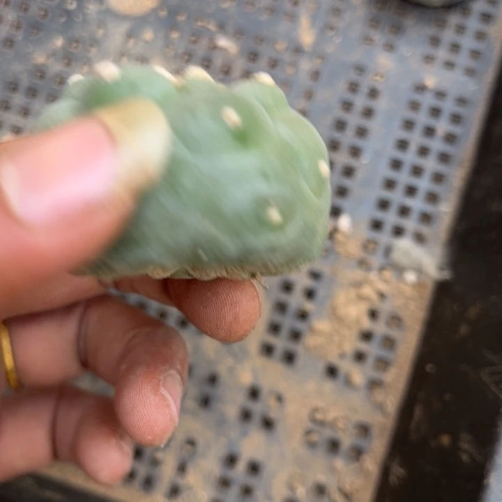 草球落地仙人球开花