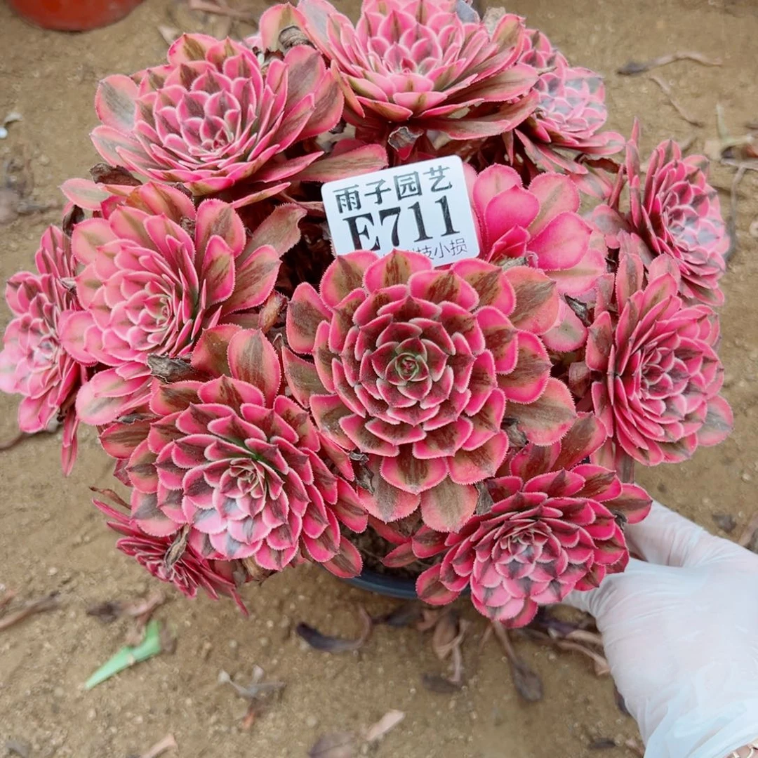 711白月光尺寸25左右特价