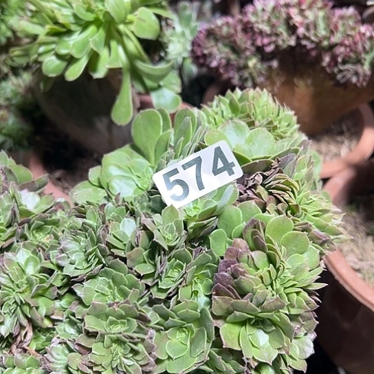 爱***人多肉植物一个万追574