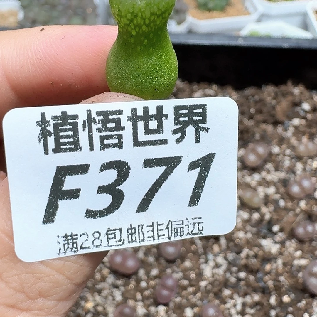 多肉植物的润泽地方