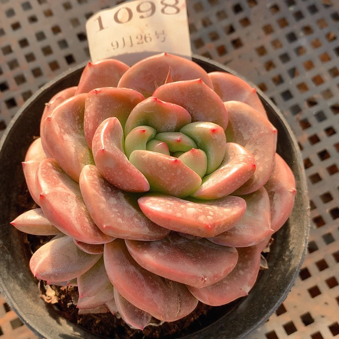 【闪购商品】云1098Q橙8厘米