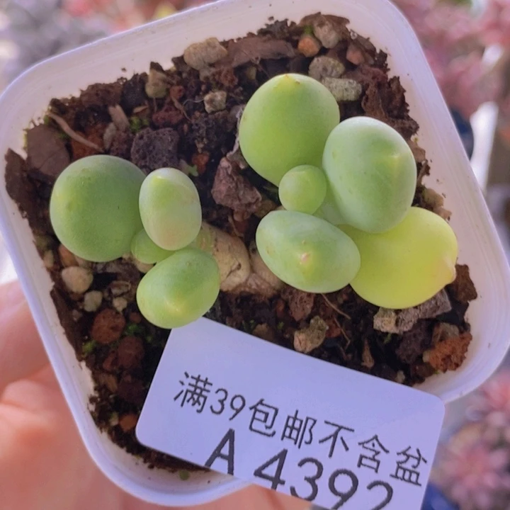 芒果奶4cm4392多肉植物
