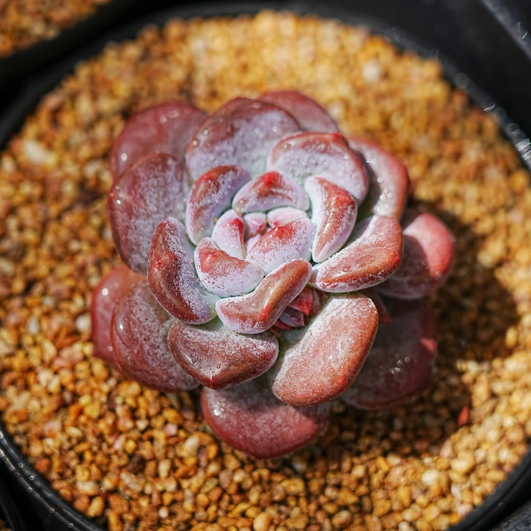 0127-哥特妈妈-从前慢花园东云系多肉植物