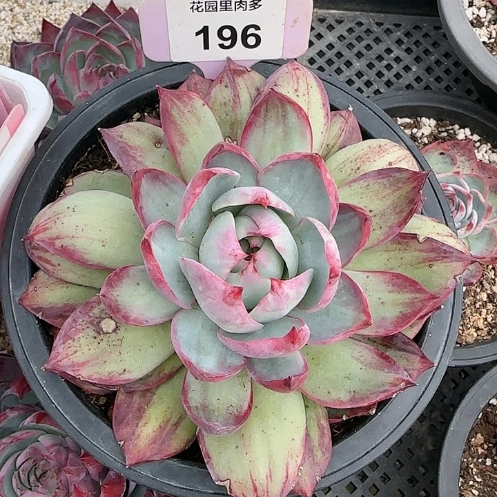 196 惊鸿仙子多肉14～15cm