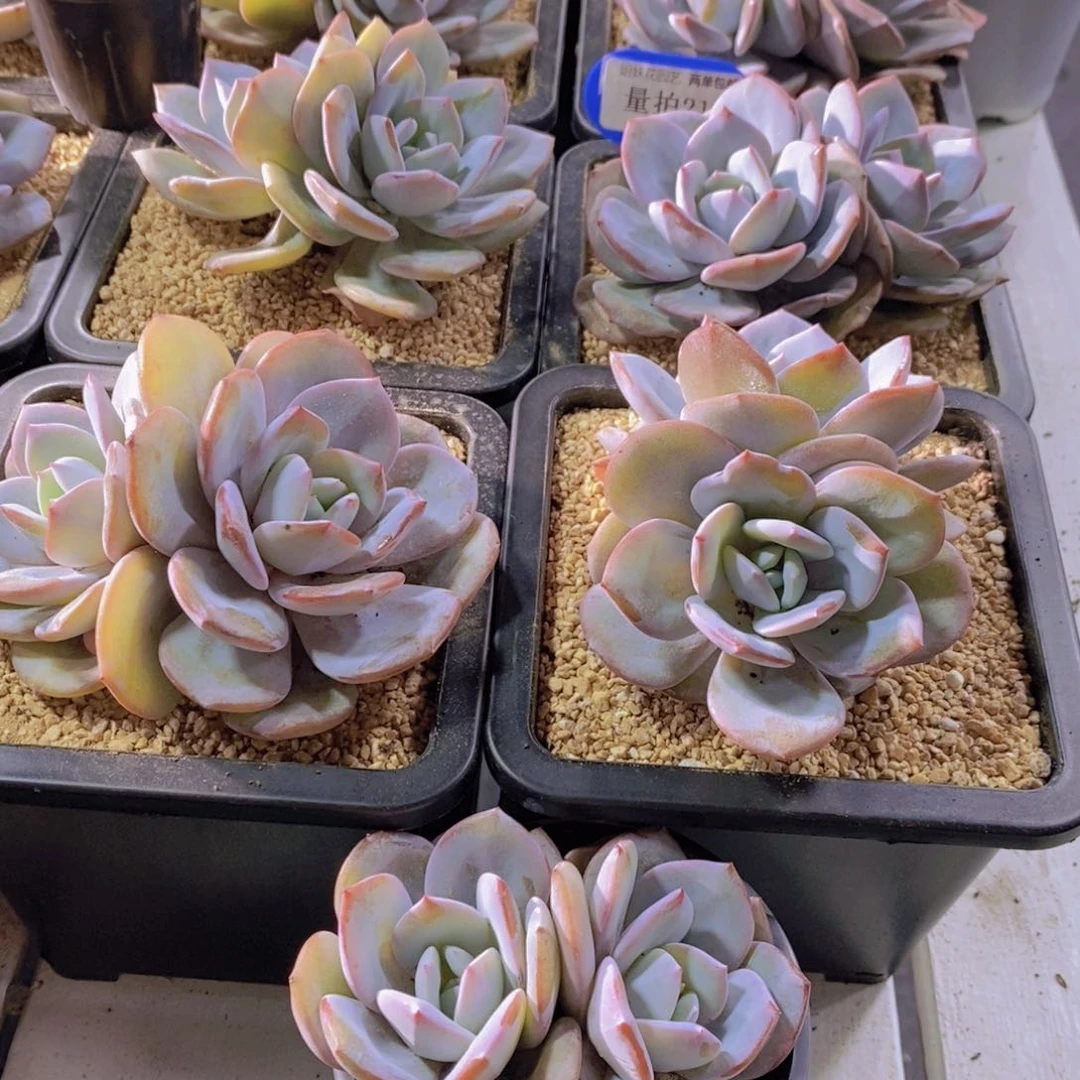 量拍21号 母本老桩韩版奶茶双头一个