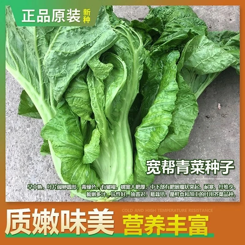 【五袋包邮】宽帮青菜大肉青种子四川青菜头泡菜籽包心芥大田宽帮农