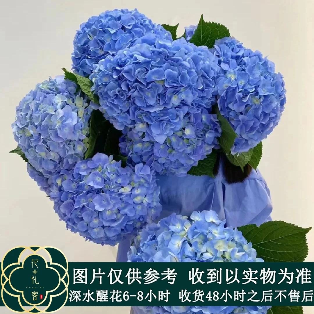 【绣球-大海蓝】 云南高品质鲜切花，顺丰发货