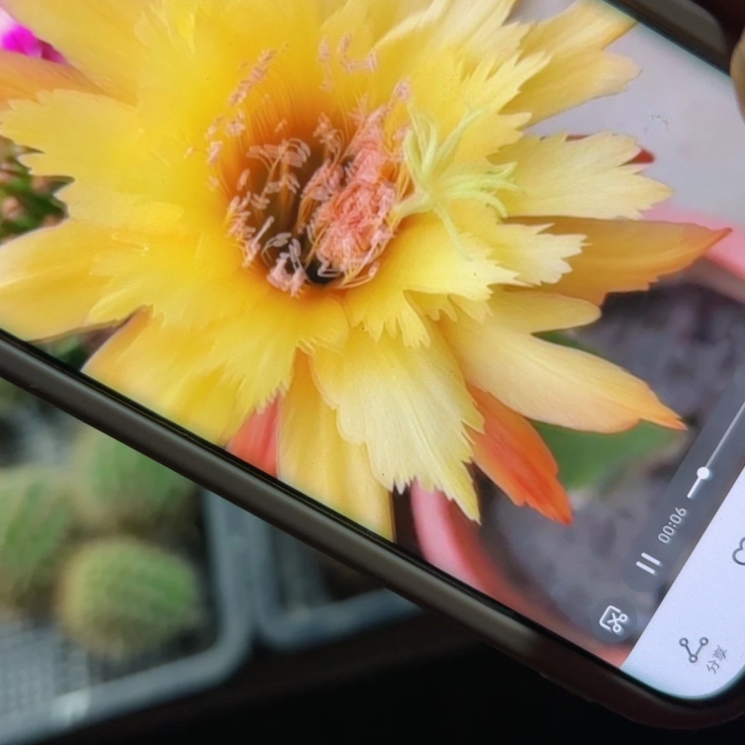 下46金妞亚历山大歪侧芽5公分左右20包邮