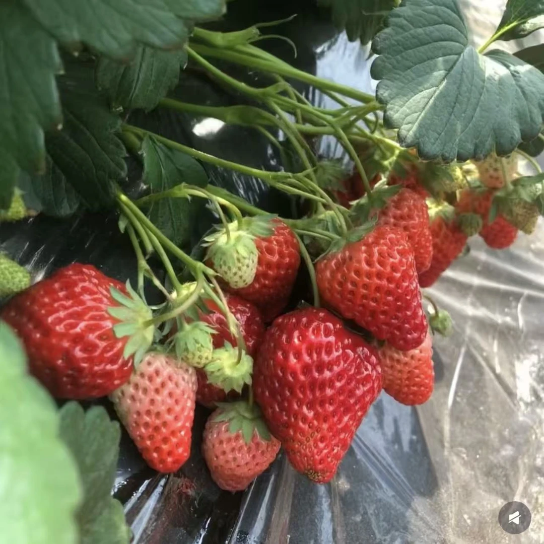 【活力】草莓苗盆栽庭院阳台食用结果室外植物