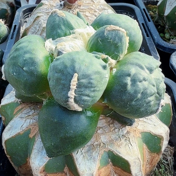 无花朵苗接大尤蛋尤469