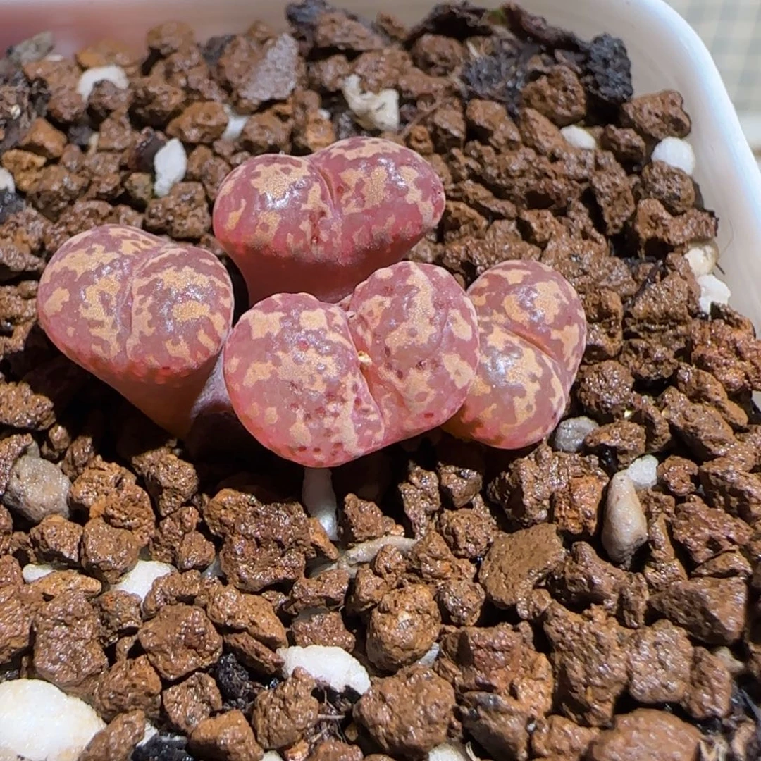 肉锥多肉植物组合-勋章684