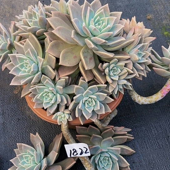 娟*丶红粉月1822