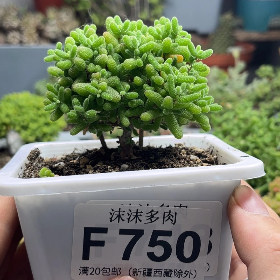 蜜桔 750。