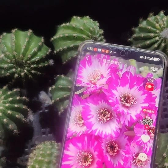 仙人球丽花妖蝶侧芽