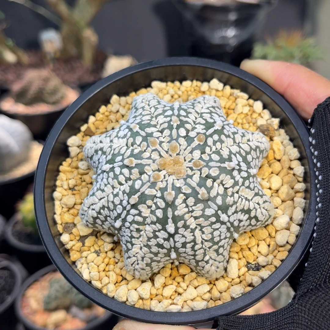 泰系超兜福利Zzzzzzzxzzz