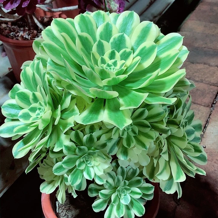 江*迈巴赫，多肉植物