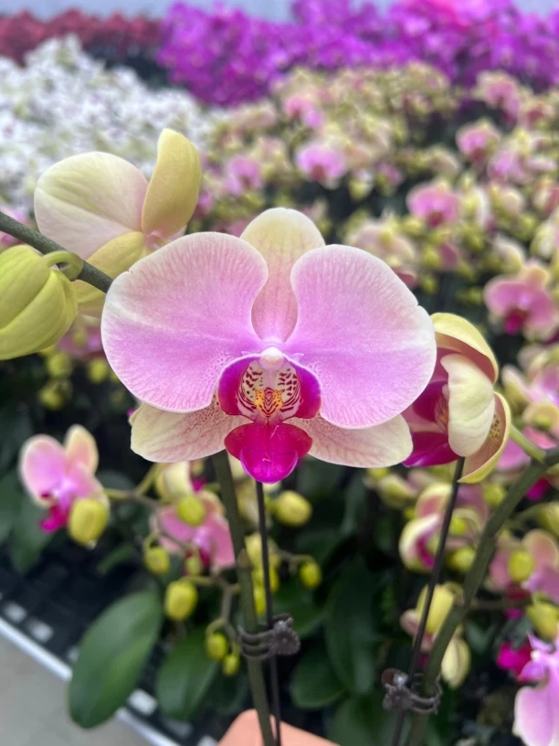 富豪优选（蒙娜丽莎）蝴蝶兰花期长好养护