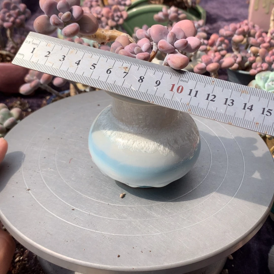 35号带盆偏远地区不包邮的
