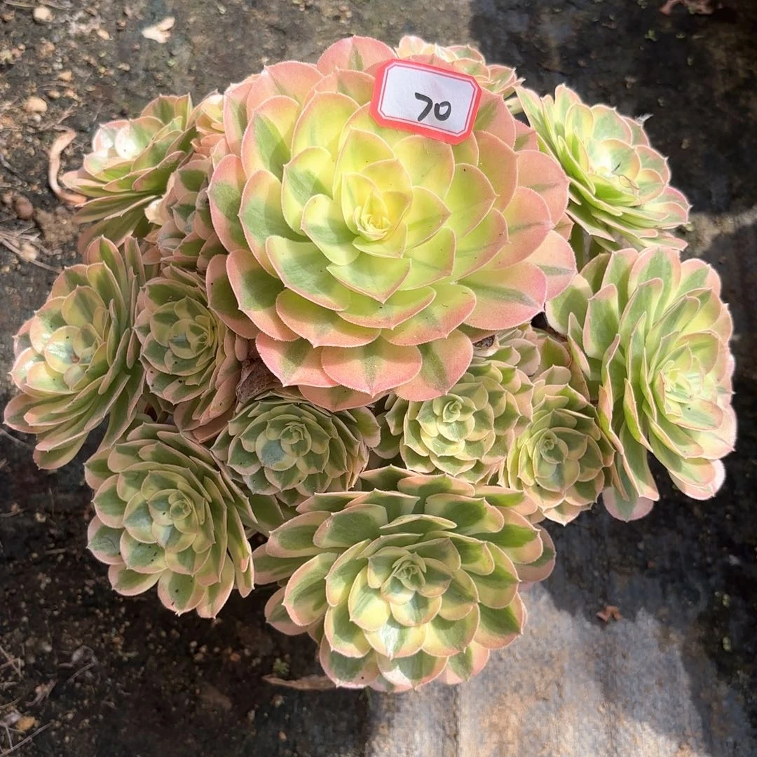 全部花朵70玉滋多肉植物