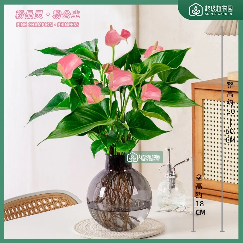 【带花发货】粉掌粉精灵水培花卉室内四季开花盆栽客厅净化空气绿植