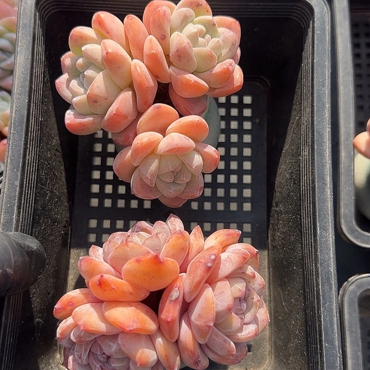 3360，三头冰玉带盆＋三头星影带盆