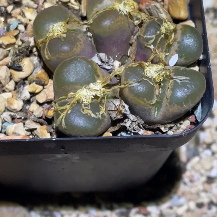 4558858858588588578777