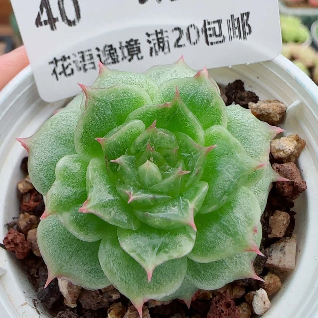花语逸镜0915-40糖心珍妮海王