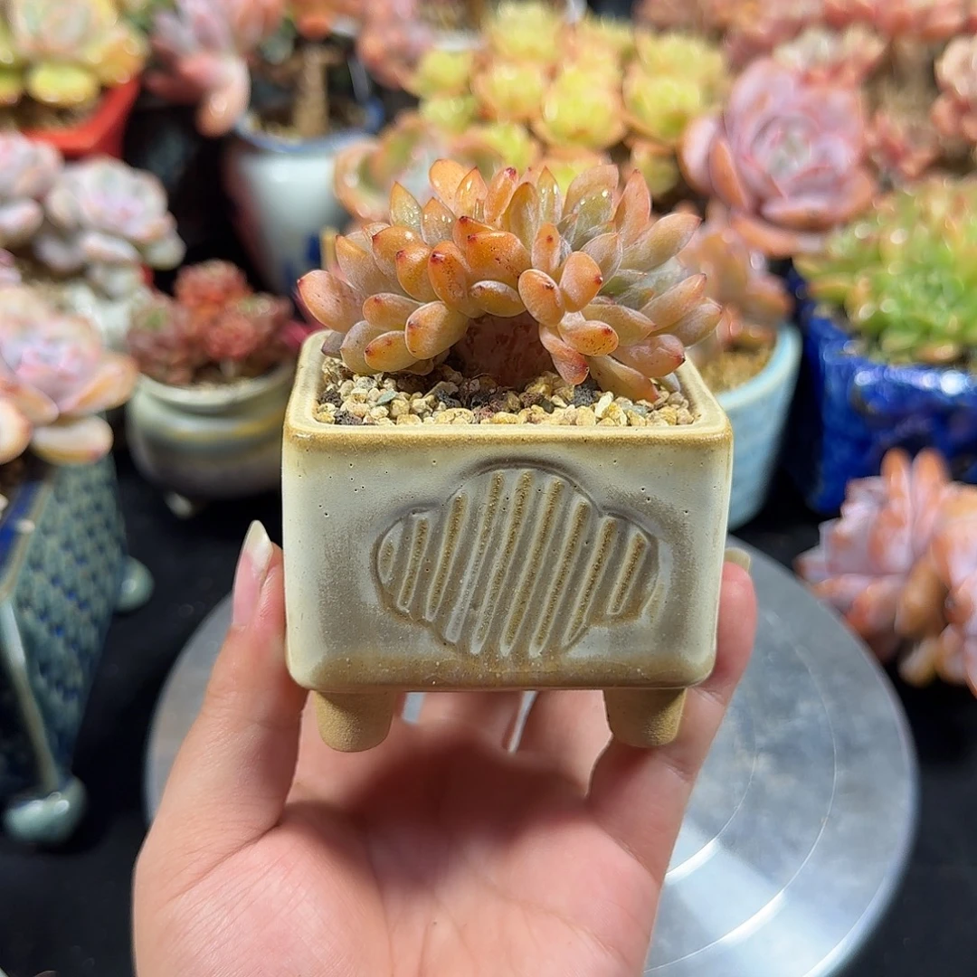 黄皮橙缀7cm 带盆土发货满35包邮