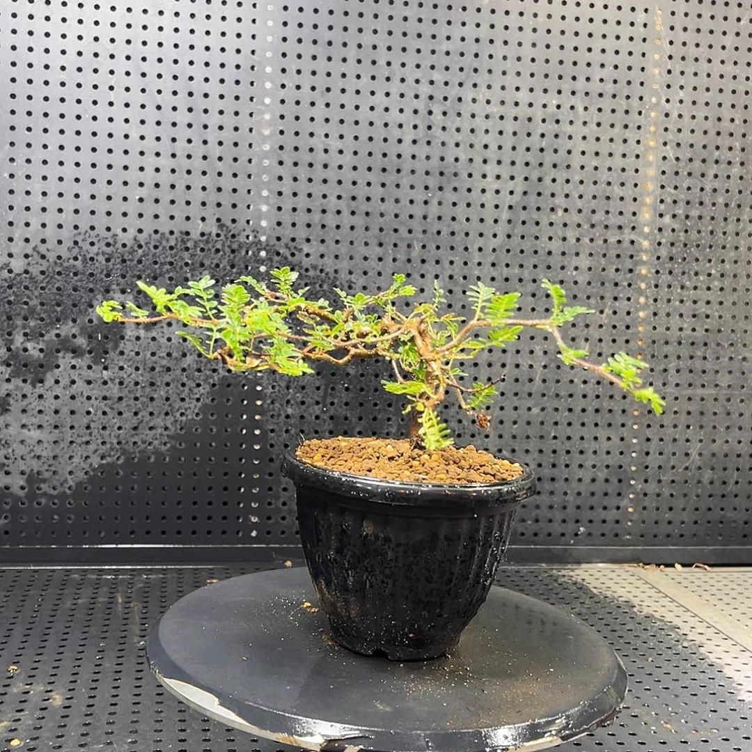 滔天橄榄6669999969999