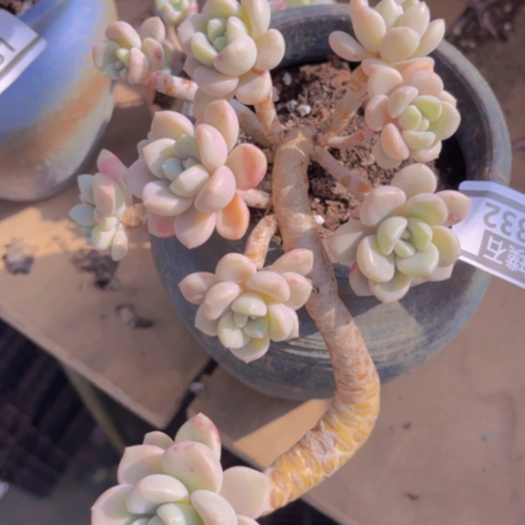 【闪购商品】花斑鹿1832