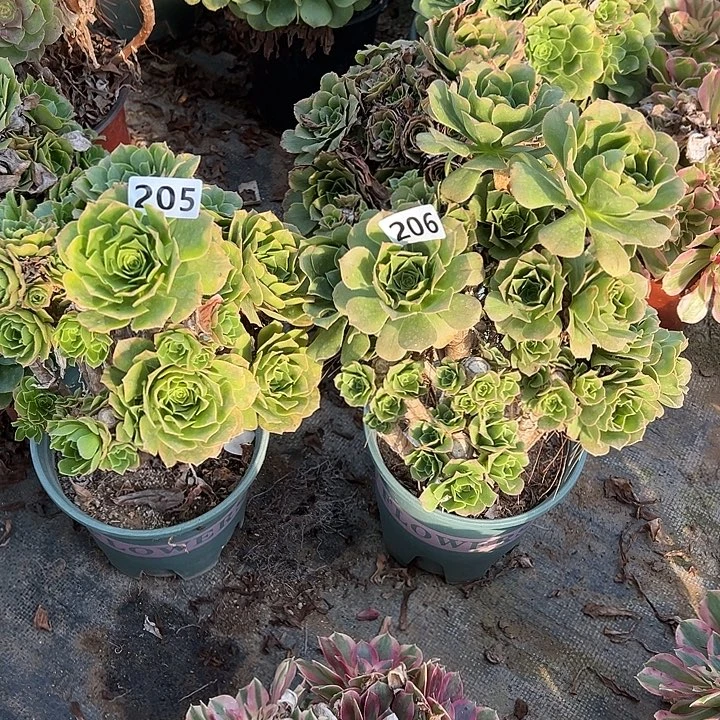 砍头裙2个205-206号