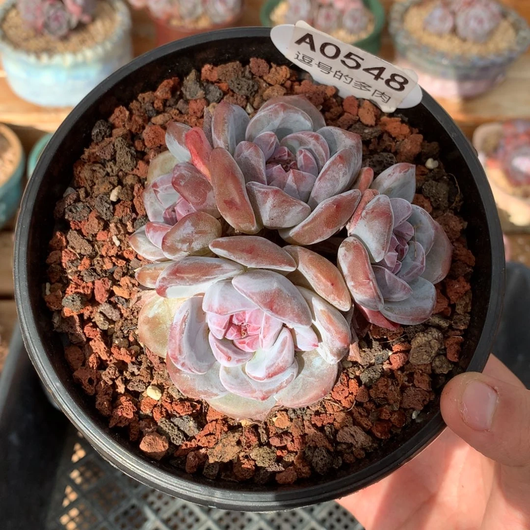 A0548 紫心星影小老桩 无砍 9cm