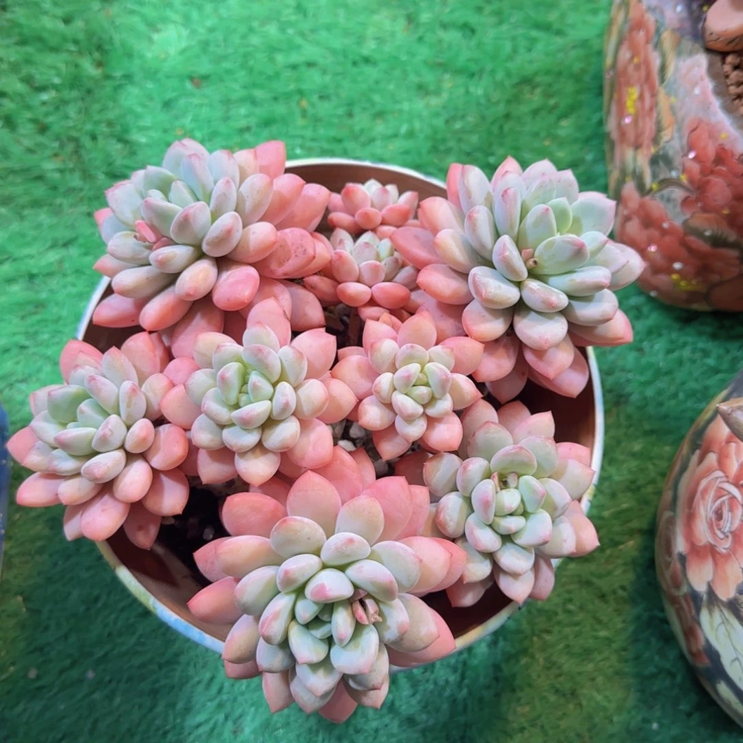 拉丝雨多肉植物 0000