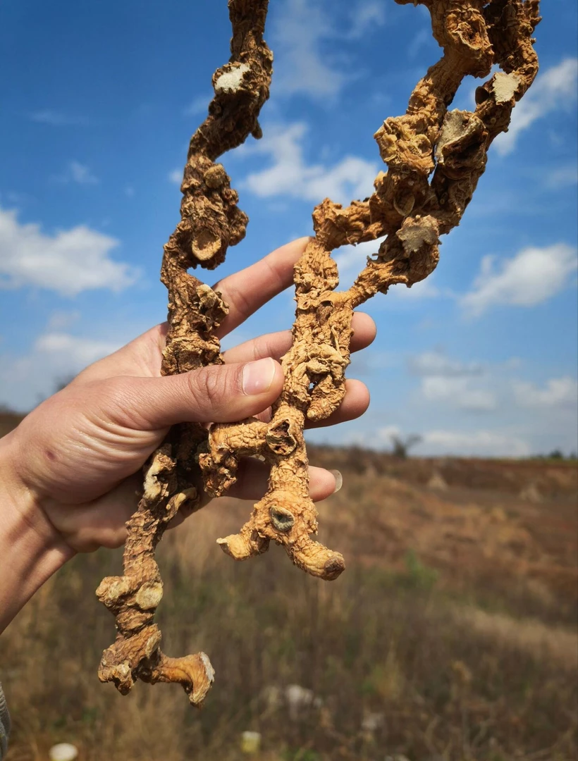 《野黄jin》云南山货250克起