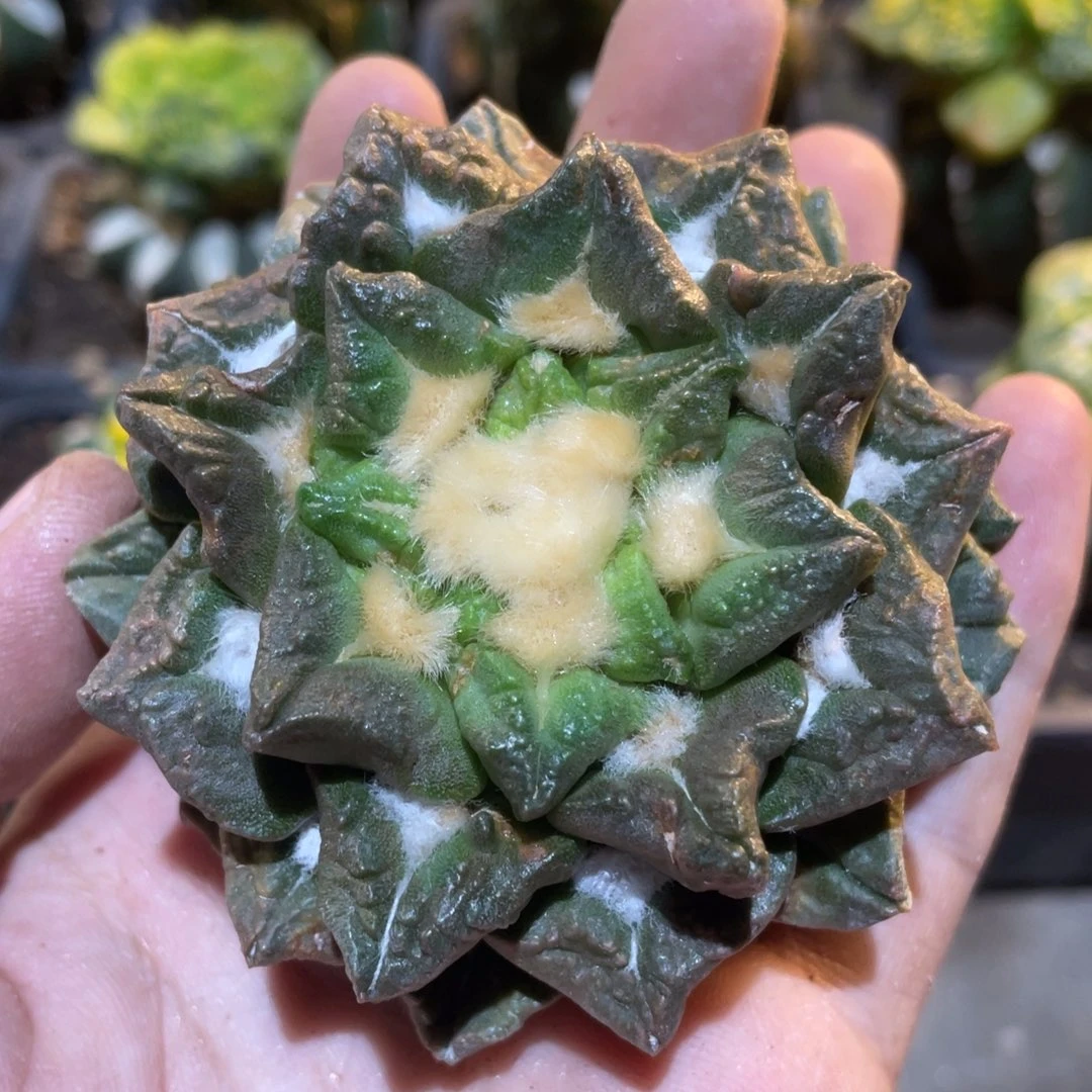 自根 短宽犹龙角龟 带锦791