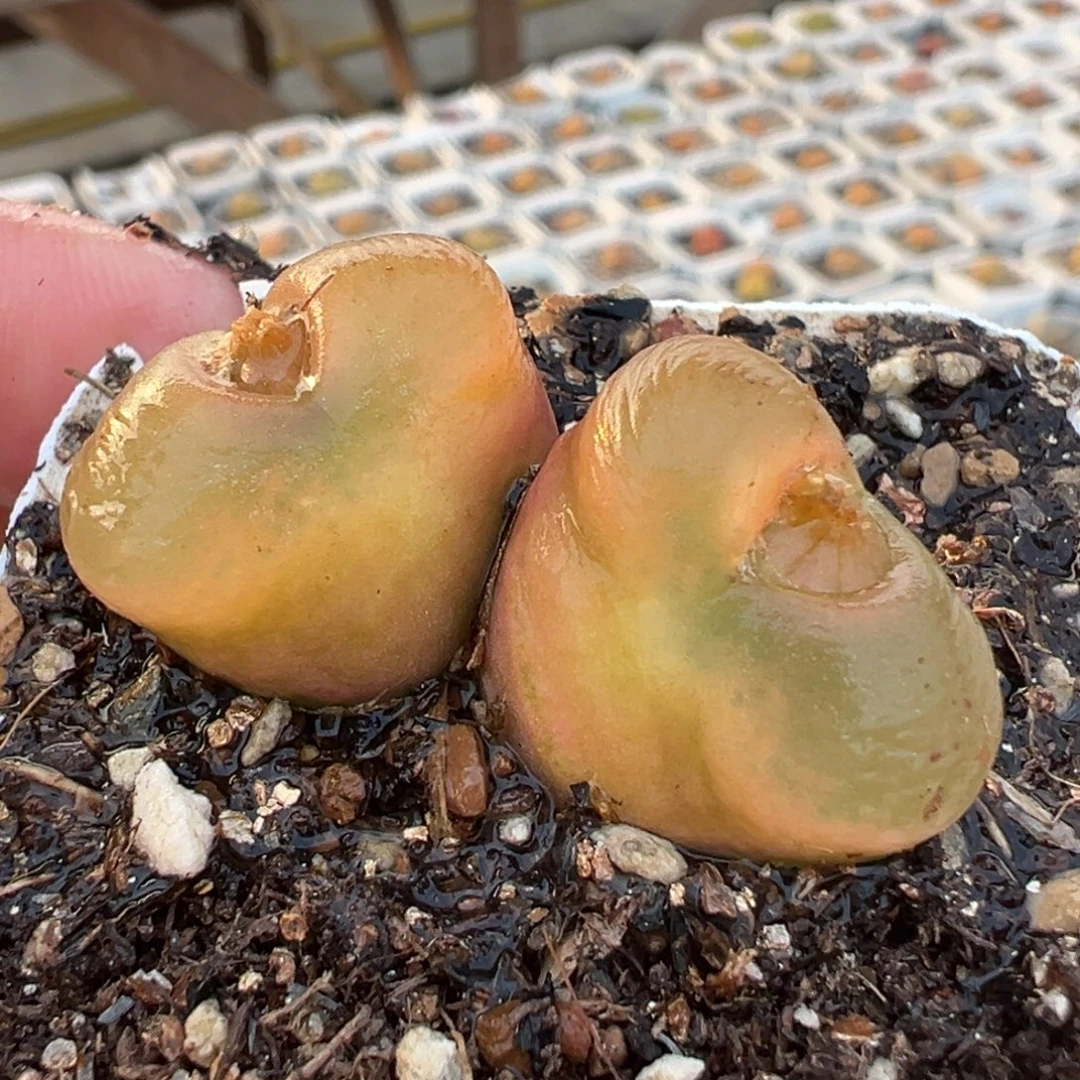 荔枝毛桃多肉植物百科