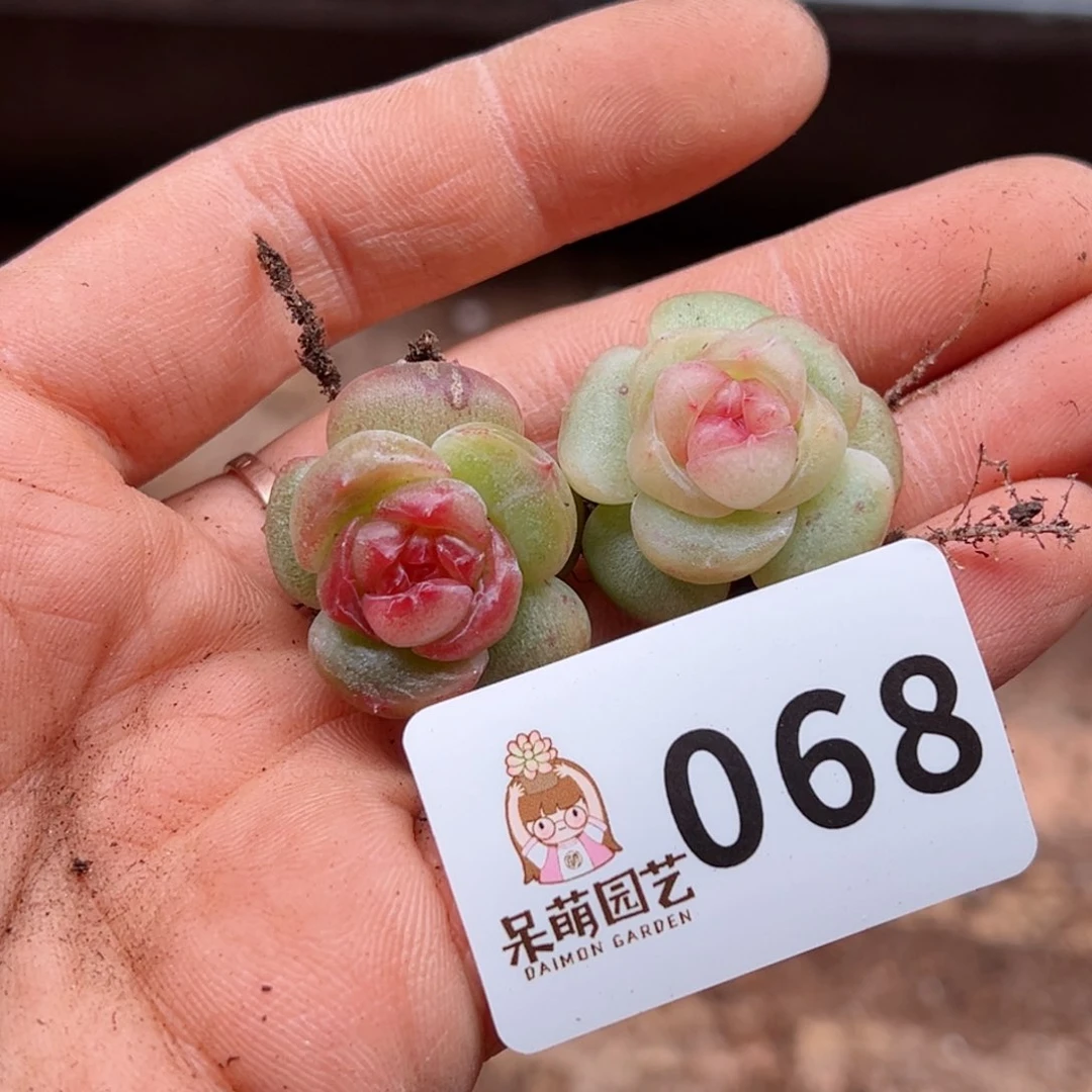 颖多肉植物多肉植物