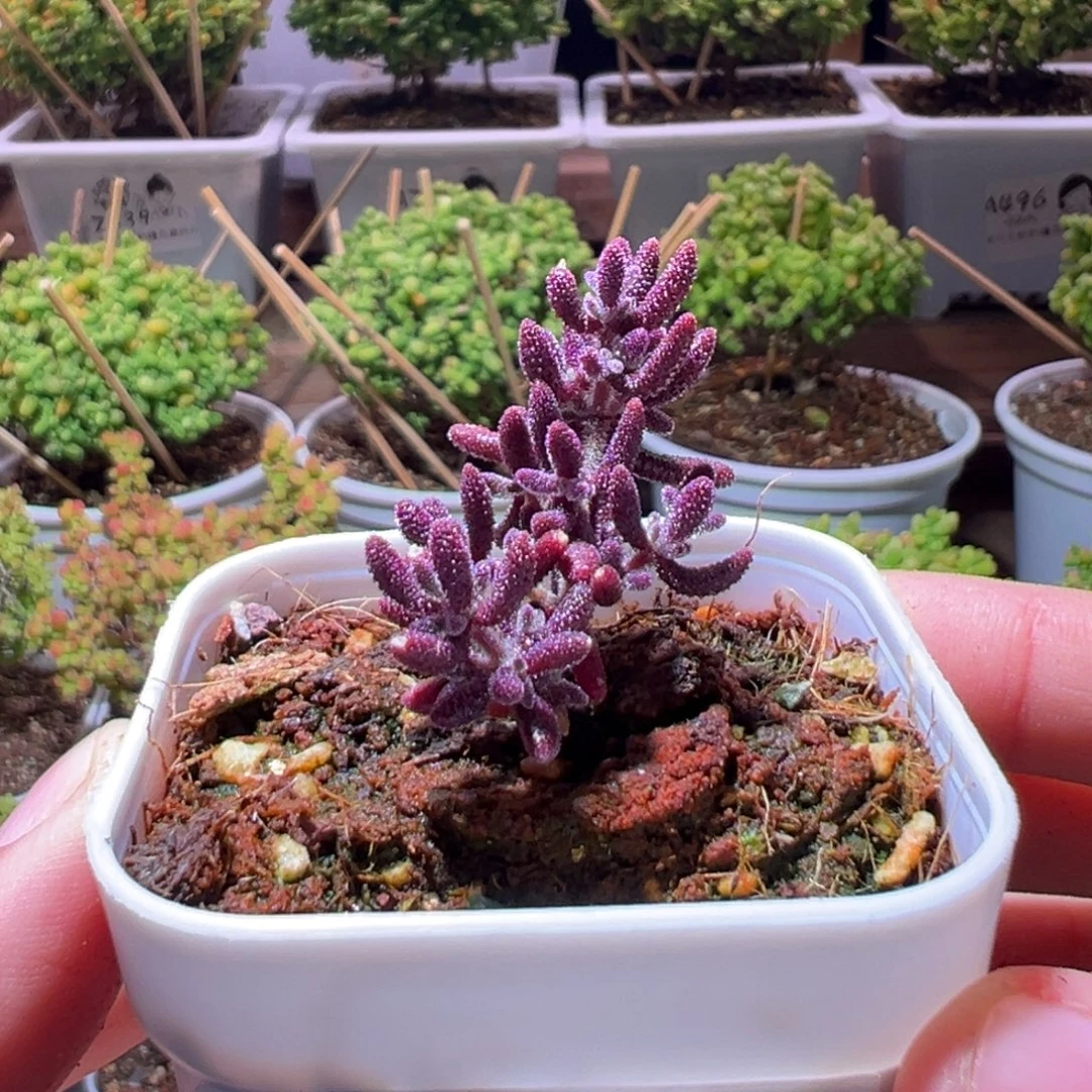 鱼***8558红麒麟一物一拍带盆土发货