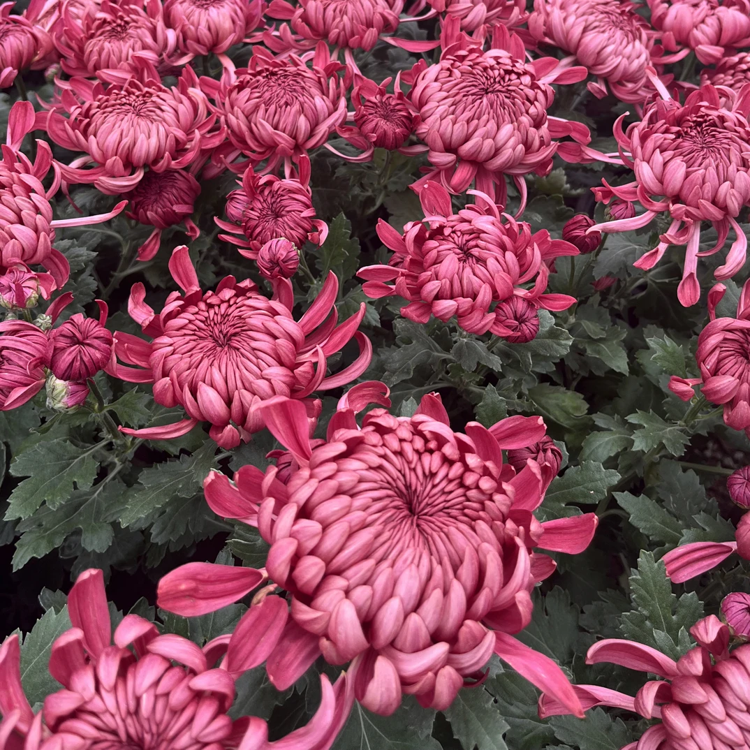 红绣球（九月精品大菊）