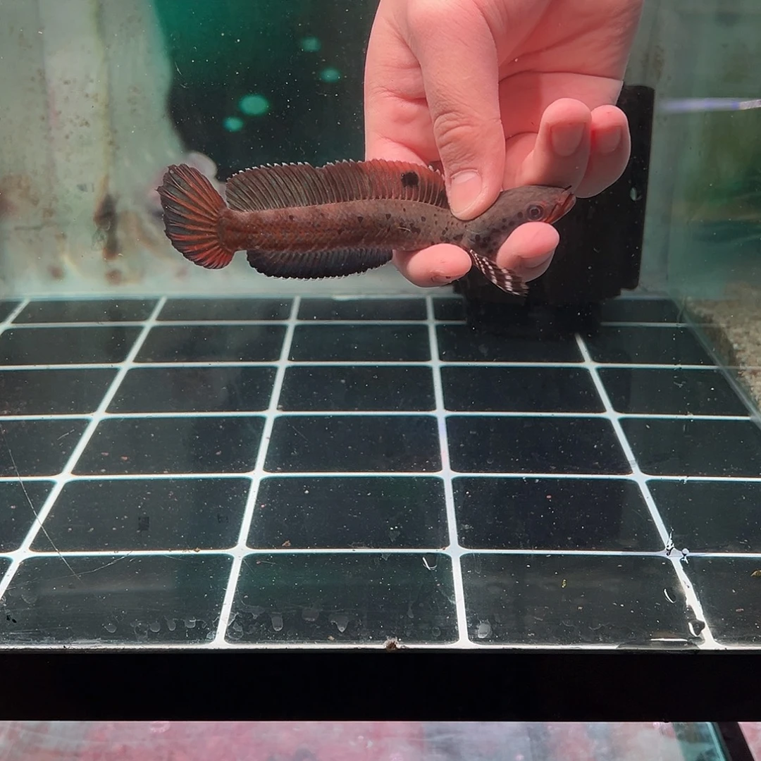 愿***谁海水鱼幻蓝专拍链接