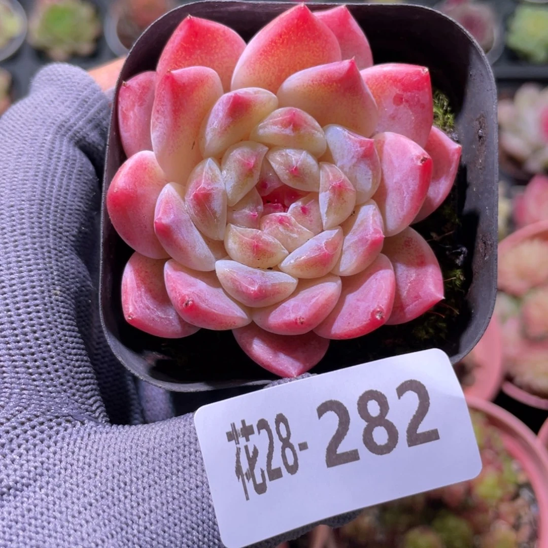 花利美28-282秘境冰魄