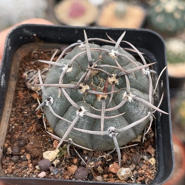 无名刺实生仙人球