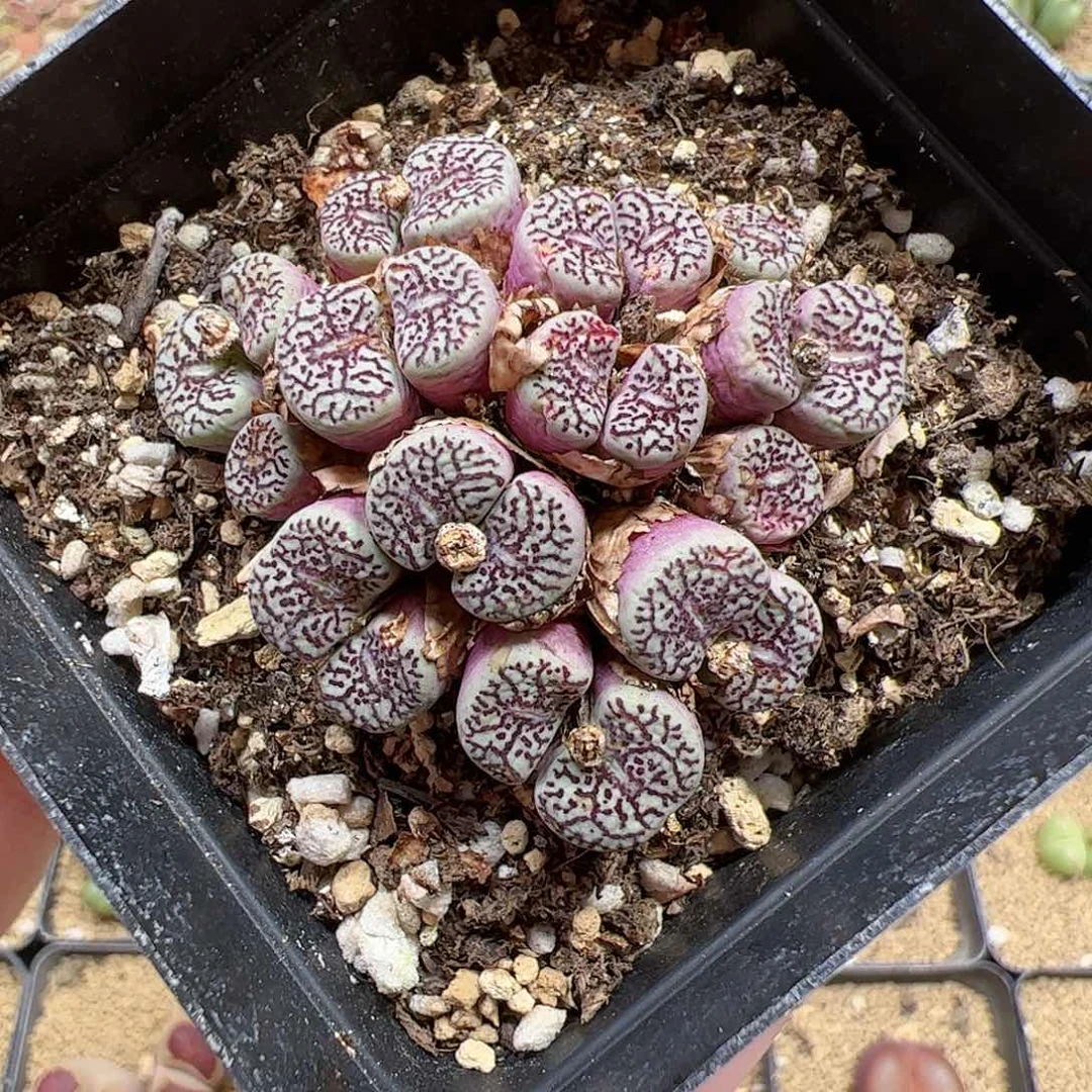 【闪购商品】161 开播福利