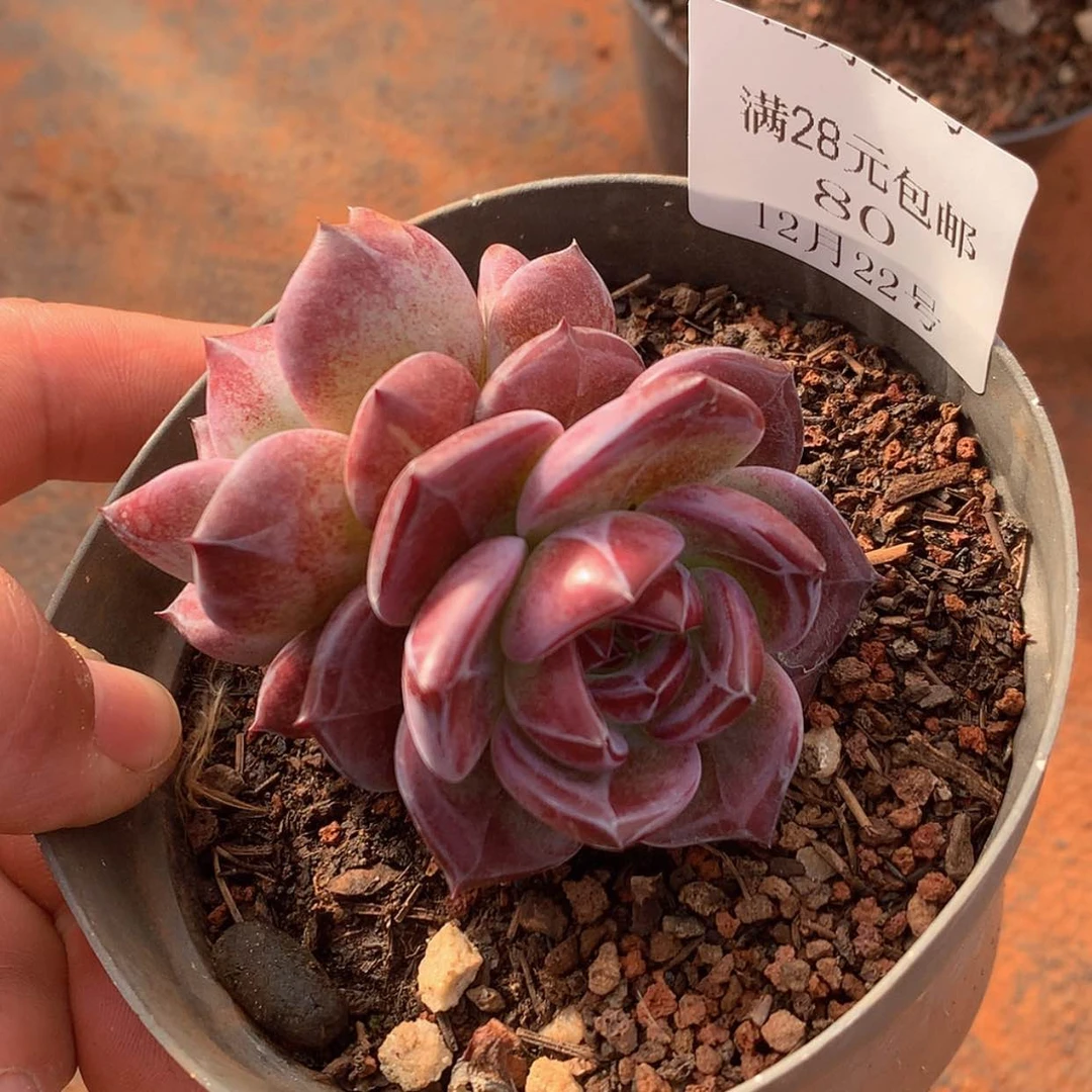 【闪购商品】云80号夜魔侠2头