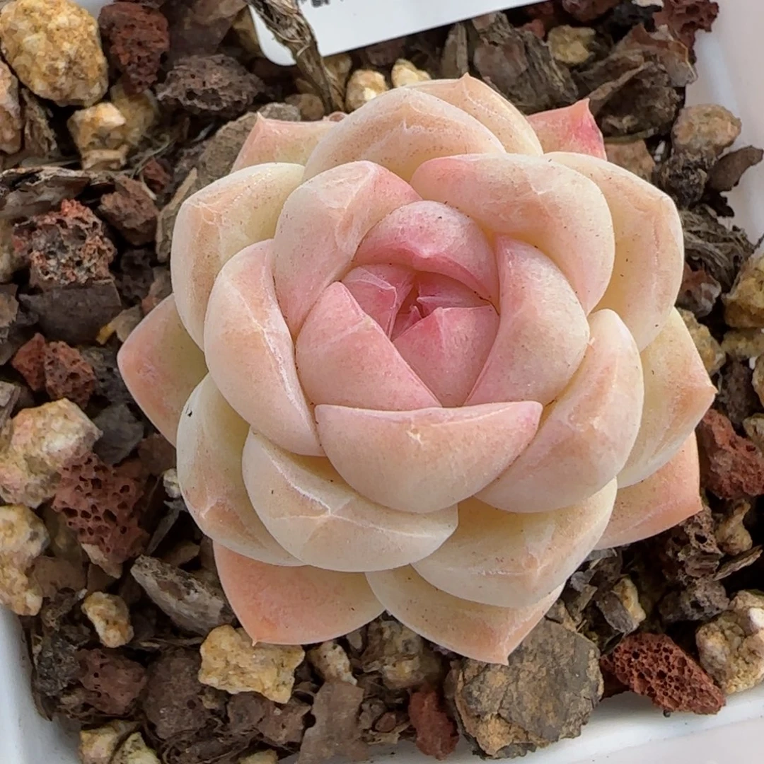 花语逸境0209-720