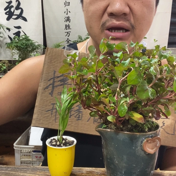 无花朵退款拉黑拉黑21