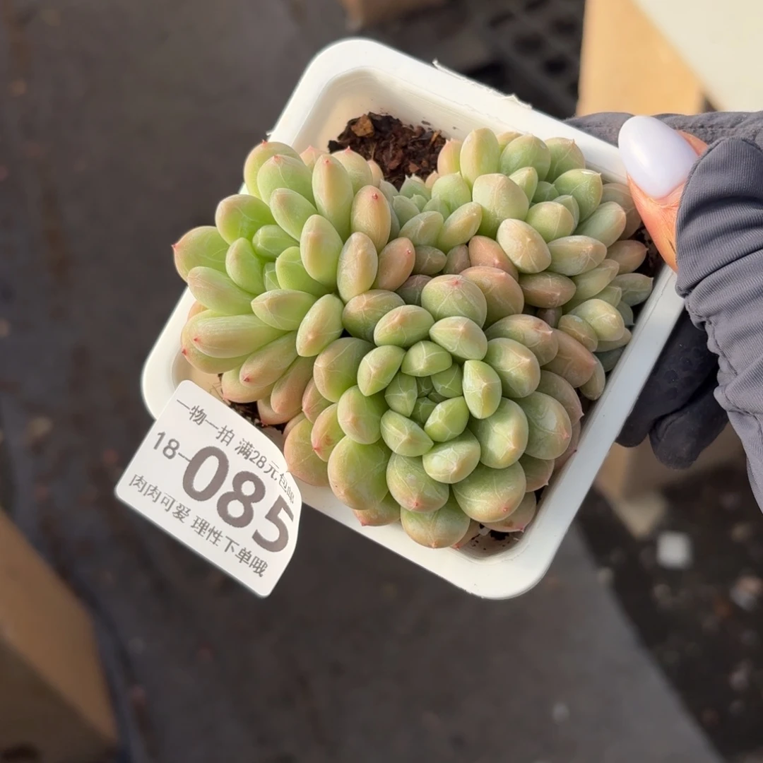 百达翡翠无盆土发货