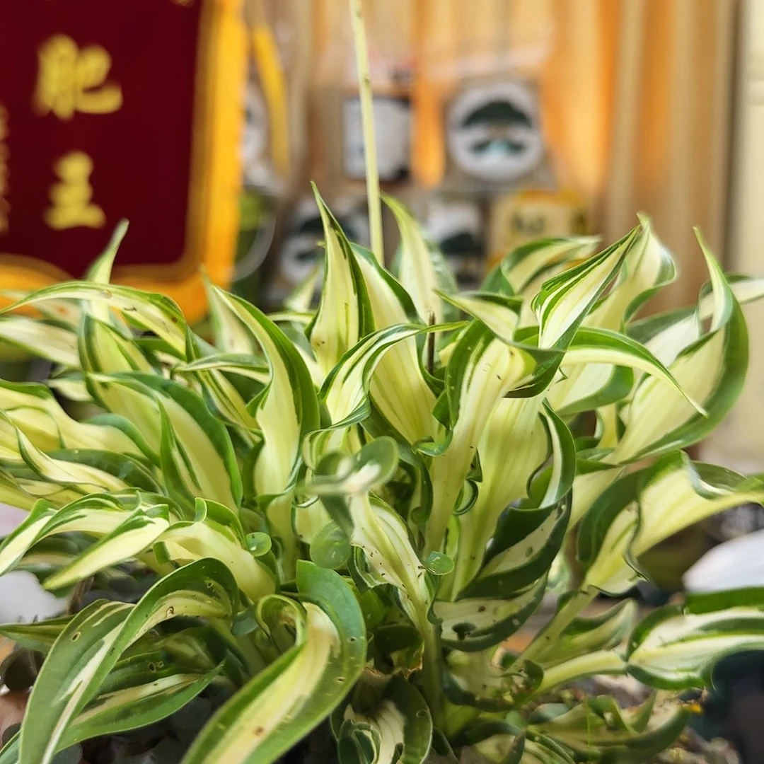 ?*洛玉簪一盆包邮…