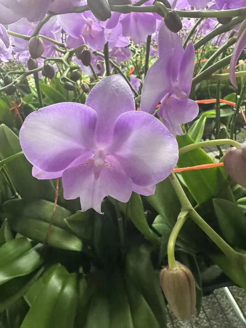 花之恋【天仙】蝴蝶兰鲜花